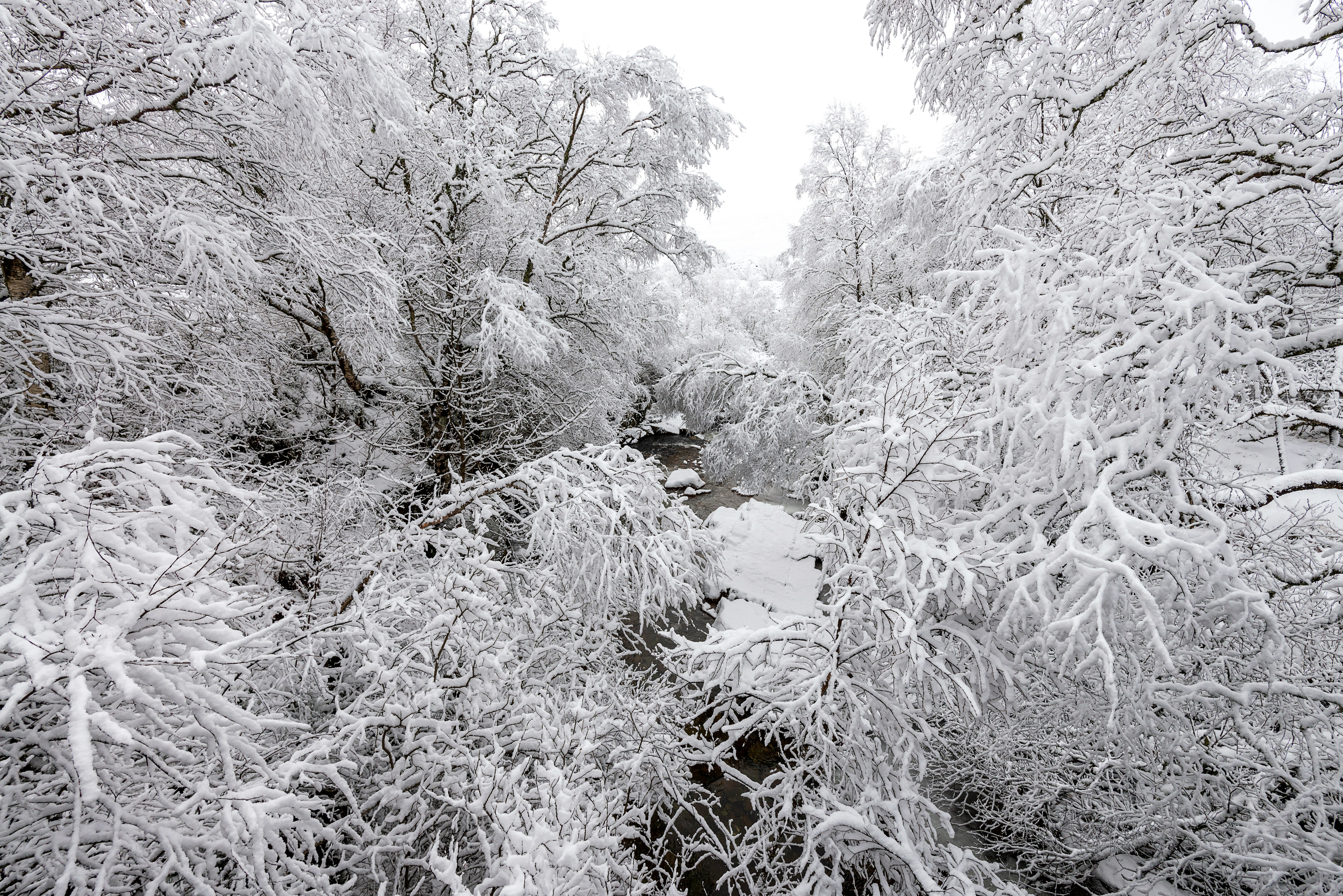 snow covered trees during daytime